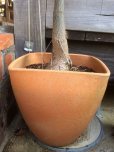画像3: ボトルツリー“クイーンズランド”[ブラキチトン、オーストラリアンバオバブ]１０号素焼き鉢 (3)