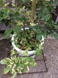 画像2: 【希少】【送料無料】斑入りアグライア オドラータ２品種植え[樹蘭]１０号 (2)