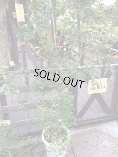 画像3: 【希少】【送料無料】斑入りアグライア オドラータ２品種植え[樹蘭]１０号
