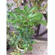 画像1: 【希少】【送料無料】斑入りアグライア オドラータ２品種植え[樹蘭]１０号 (1)