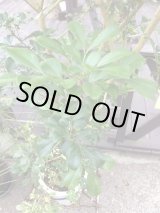 画像: 【希少】【送料無料】斑入りアグライア オドラータ２品種植え[樹蘭]１０号