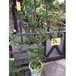 画像3: 【希少】【送料無料】斑入りアグライア オドラータ２品種植え[樹蘭]１０号 (3)