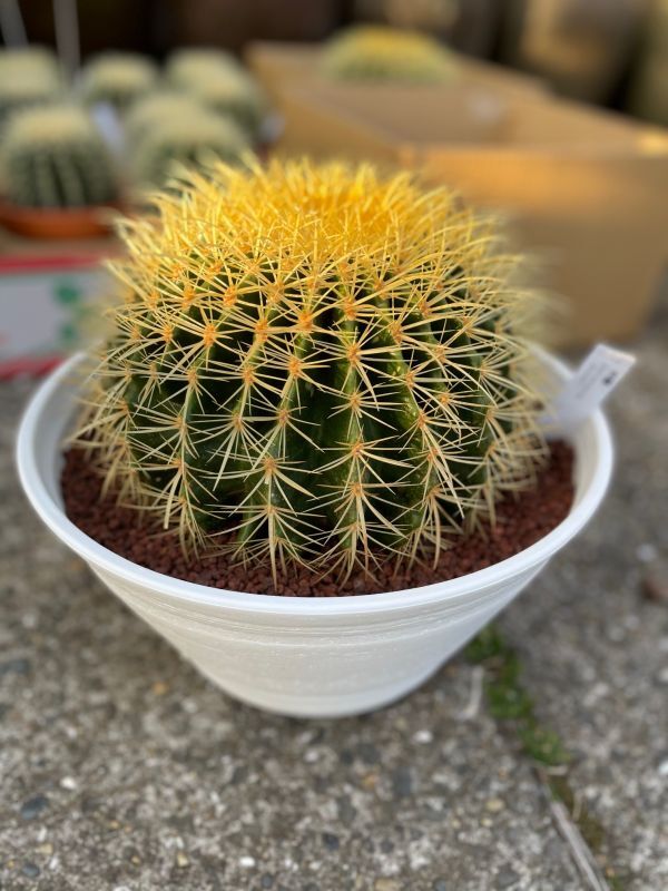 金鯱 キンシャチ サボテン 多肉植物 - 植物/観葉植物